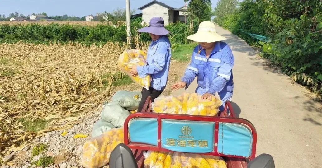 新材料公司:正是丰收好时节,志愿助农暖人心(图4) 新材料公司:正是丰收好时节,志愿助农暖人心(图4)