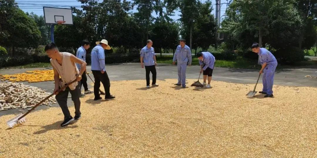 新材料公司:正是丰收好时节,志愿助农暖人心(图5) 新材料公司:正是丰收好时节,志愿助农暖人心(图5)